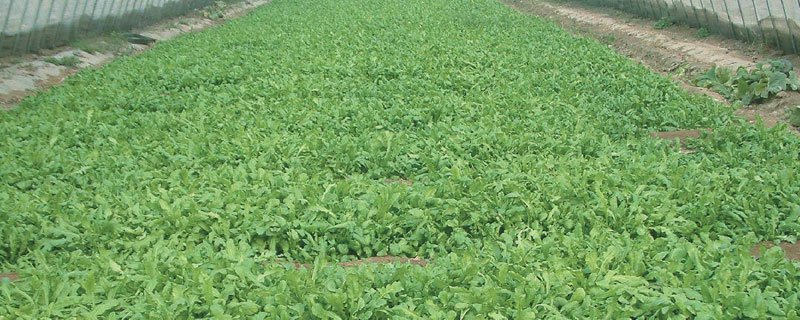 薺菜什么時候播種最好 薺菜種子幾天發(fā)芽