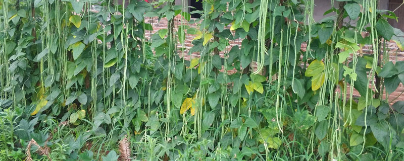 刀豆怎么種 刀豆種植時間和方法