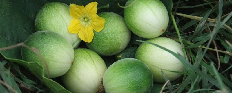 馬泡瓜畝產(chǎn)多少斤 馬泡瓜種植幾年才結(jié)果