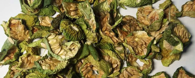 馬泡瓜怎樣曬干 馬泡瓜曬干能泡水喝嗎