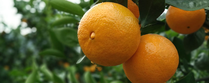 皇帝柑的品種有幾種 皇帝柑樹苗哪里有賣的