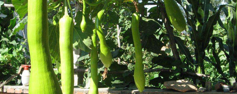 砍瓜多大可以砍 砍瓜被砍后每天能生長(zhǎng)幾公分