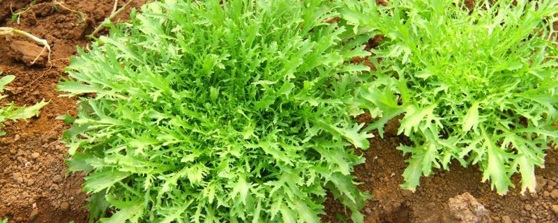 苦苣和苦菊、茼蒿、薺菜的區別是什么