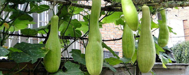 砍瓜什么時(shí)候砍 砍瓜砍后怎么處理