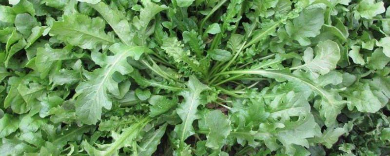 家庭陽臺幾月能種薺菜 薺菜陽臺種植方法