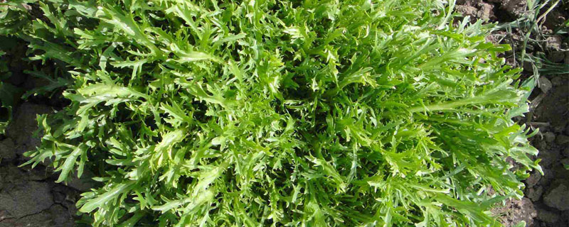 苦苣怎么種 苦菊種植多少天可以收