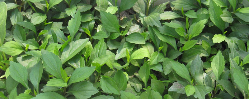 馬蘭頭和薺菜的區別是什么 怎么辨別馬蘭頭