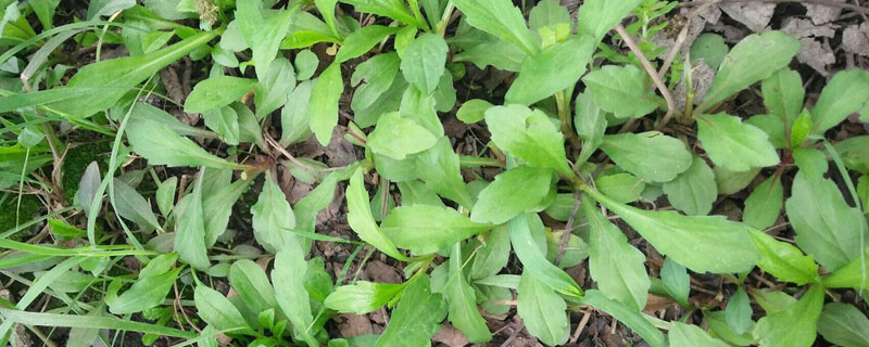 馬蘭頭什么時候種（播種時間）馬蘭頭種植技術(shù)