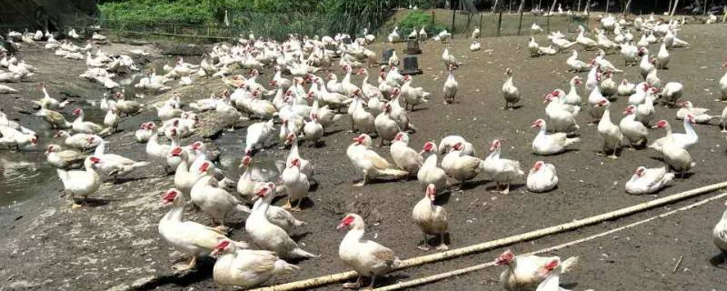 鴨子吃飼料還是玉米好 喂玉米的鴨長(zhǎng)得大嗎