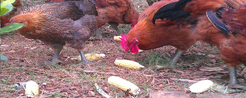 玉米雞是什么意思 用玉米喂雞的好處是什么