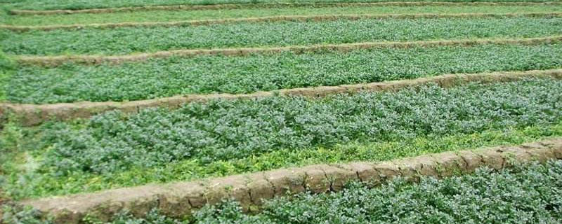 豆瓣菜是什么種出來的 豆瓣菜能在旱地種植嗎
