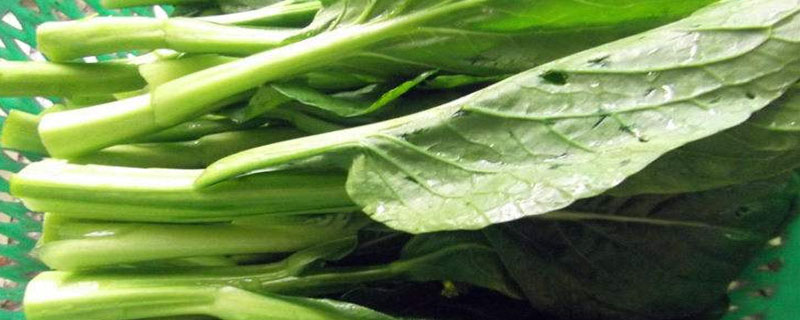 菜心與芥藍、油菜的區(qū)別是什么