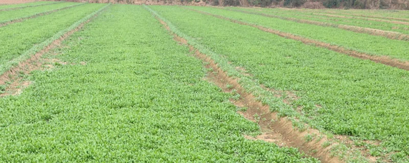 薺菜種植畝產(chǎn)量多少斤 薺菜種植市場前景與效益分析