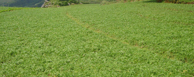 瑪卡種植條件 瑪卡種植技術與管理方法