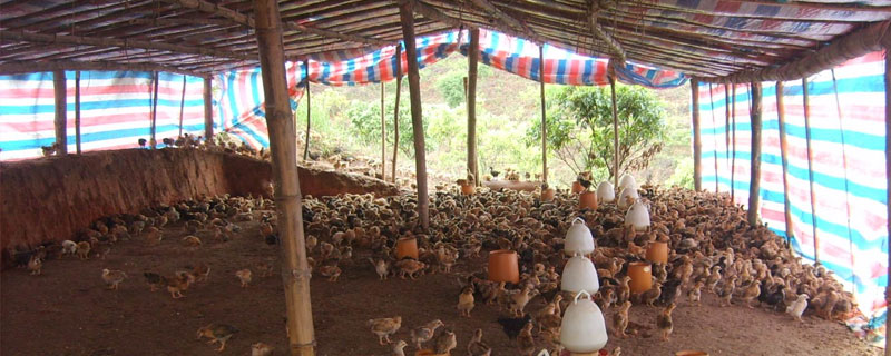 養雞喂玉米好還是稻谷好 雞吃整粒的玉米好嗎