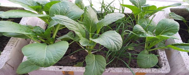 陽臺菜心怎么種 盆栽菜心怎么種長得好