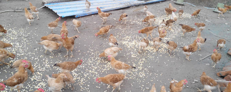 玉米為什么要泡水喂雞 雞吃煮好的玉米好嗎