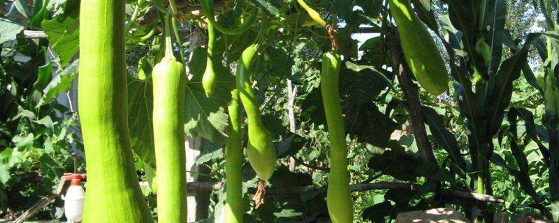 砍瓜適合什么地區(qū)種植 砍瓜什么季節(jié)上市（幾月）