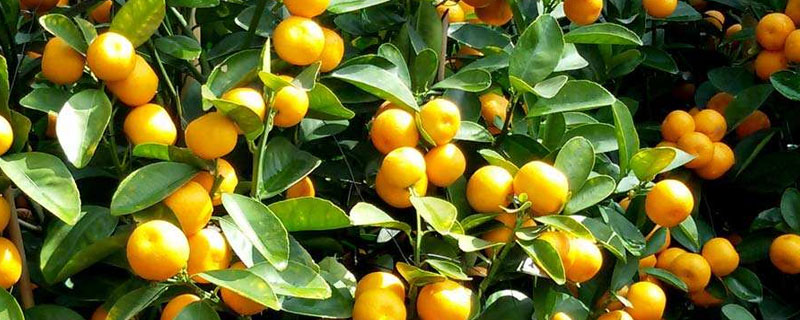 金錢橘什么時(shí)候結(jié)果 金錢橘四季都有賣嗎