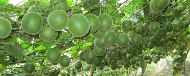 羅漢果種植條件 羅漢果生長周期是多久