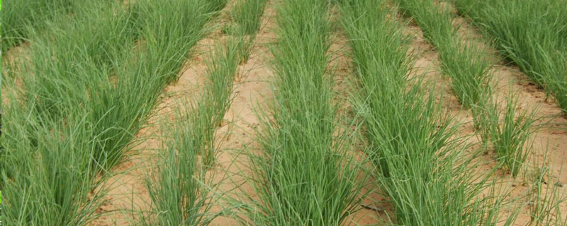 沙蔥是什么 野沙蔥是韭菜嗎 和沙蔥長得像的植物是什么