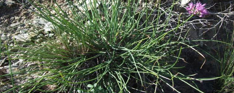 新鮮沙蔥市場價格多少錢一斤 沙蔥產地在哪里