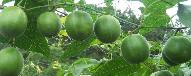 種羅漢果賺錢嗎 羅漢果種植市場前景分析