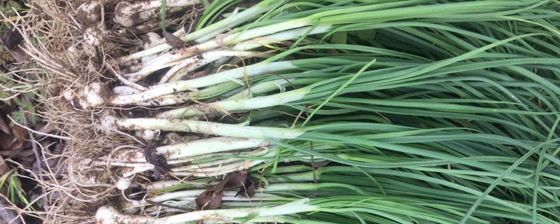 薤白市場價格多少錢一斤 薤白產地在哪里