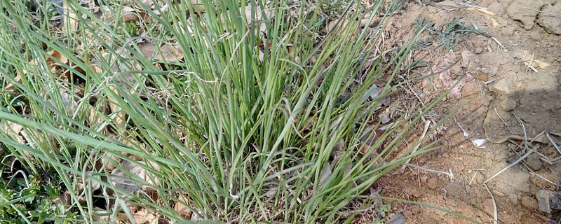 薤白種植時間 薤白繁殖方式