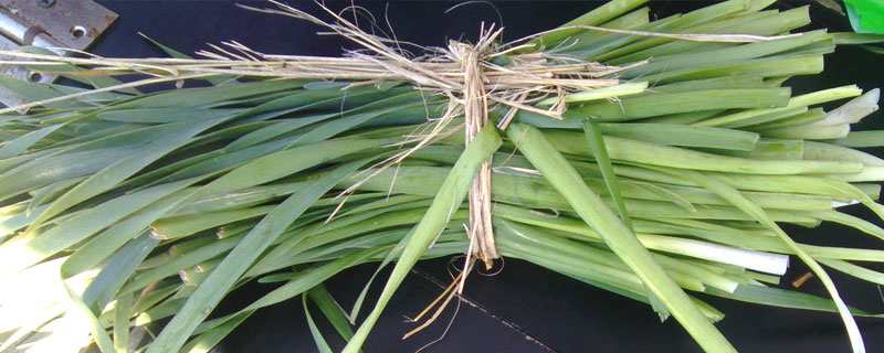 野韭菜有幾種 長(zhǎng)得像韭菜的草叫什么