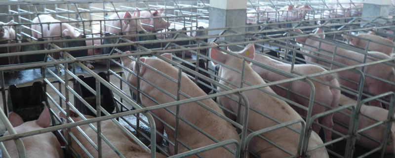 開個(gè)養(yǎng)豬場要多少錢 開養(yǎng)豬場賺錢嗎