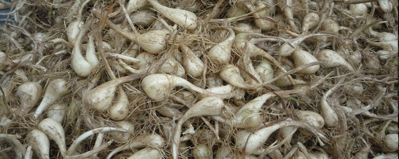 藠頭是什么 藠頭是小蔥嗎