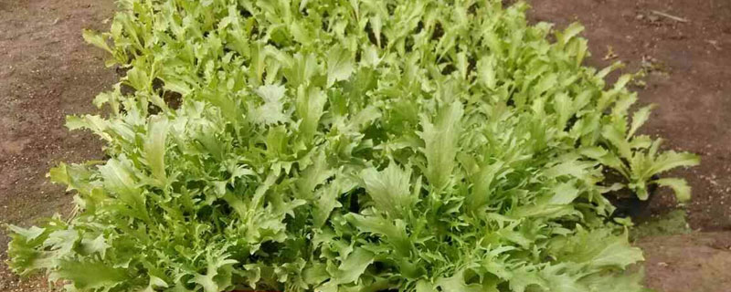 京水菜種子怎么種 京水菜高產栽培技術