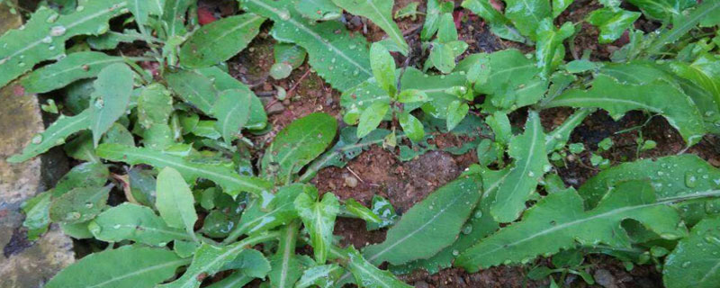 苦菜怎么種 苦菜栽培技術(shù)