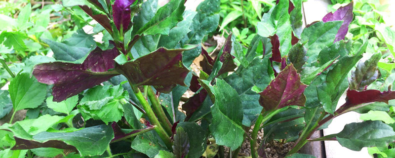 紅鳳菜和紅莧菜、紫背菜的區別是什么