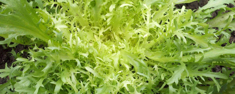 苦苣是什么野菜 苦苣幾月份上市