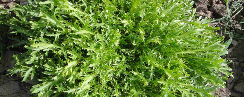 苦苣種子播種方法 苦苣種子催芽方法