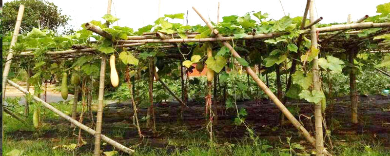 砍瓜什么季節(jié)種植 砍瓜高產(chǎn)栽培技術(shù)
