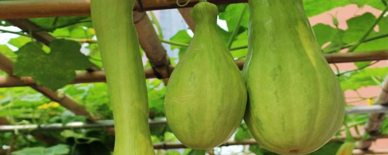 砍瓜砍了還長(zhǎng)嗎 砍瓜可以砍幾次