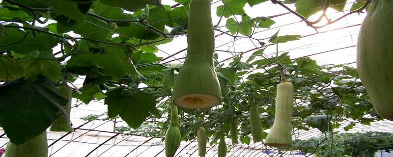 砍瓜市場(chǎng)價(jià)格多少錢一斤 砍瓜產(chǎn)地在哪里