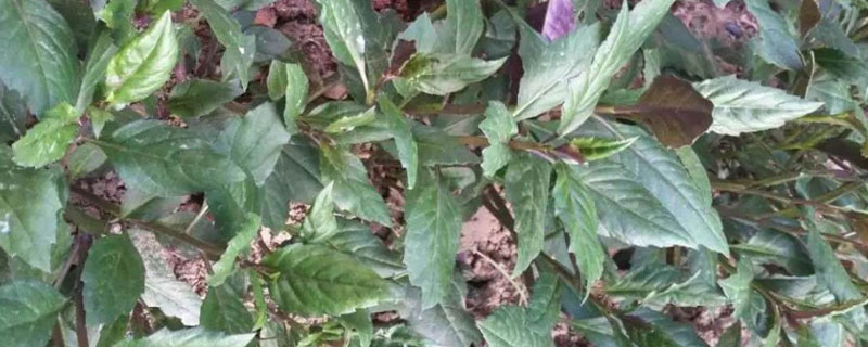 紅鳳菜高產栽培技術 紅鳳菜生長環境要求