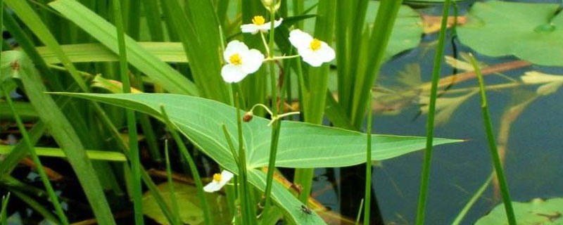 慈姑是什么 慈姑是芋頭嗎