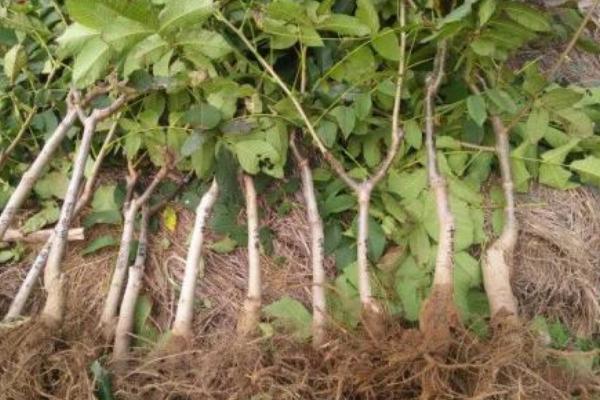 核桃種子育苗方法 核桃種子怎么種