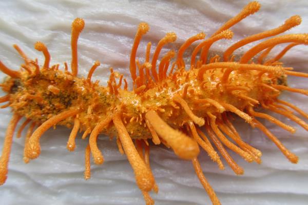 蠶蟲(chóng)草的功效與作用及禁忌