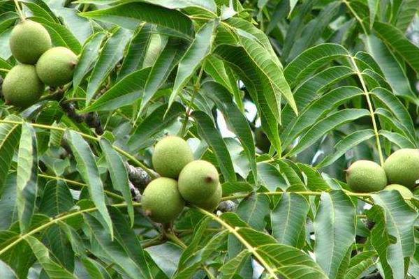 核桃種植幾年能收益