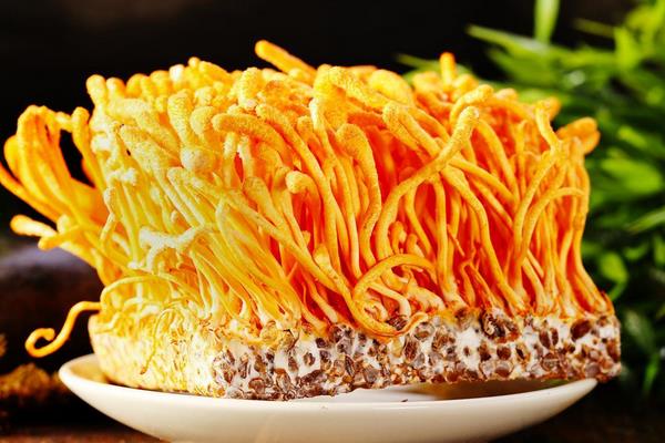 蠶蟲草和蛹蟲草的區(qū)別是什么