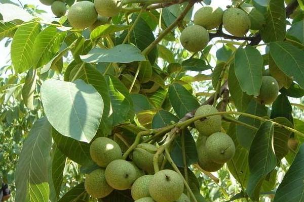 核桃種植幾年能收益