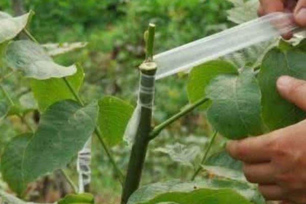 核桃種植幾年能收益