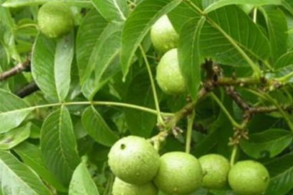 核桃種植幾年能收益