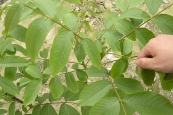 核桃種植幾年能收益